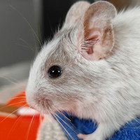 Oskar