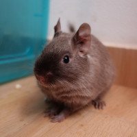 Minnie