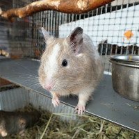 Mischka