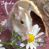 Jezinka