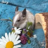 Jerry