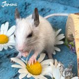 Jeremi