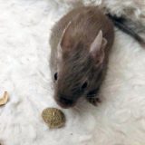 Odin