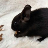 Onyx