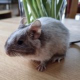 Kasimir