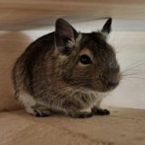Leia