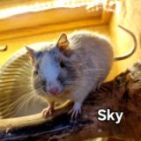 Sky