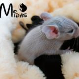 Yahoo Midas