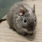 Imogene