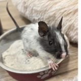 Ori