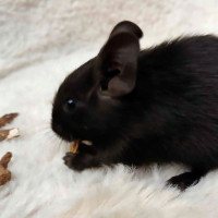 Onyx