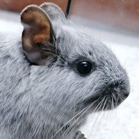 Ivo