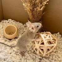 Domi DeguOasis