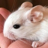 Charles